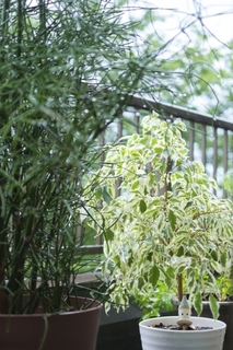 plants2.jpg