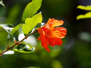 pomegranate_flower.jpg