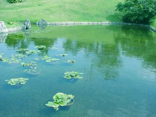pond.jpg