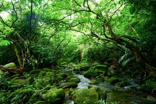 rainforest.jpg