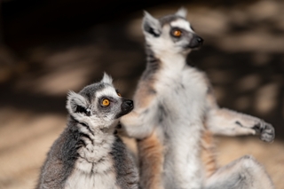 ring-tailed-lemur.jpg