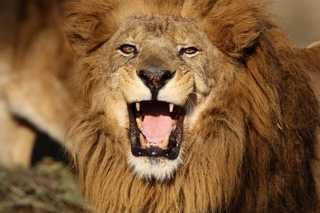 roar.jpg