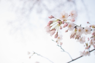 sakura.jpg
