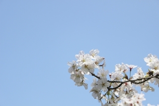 sakura.jpg