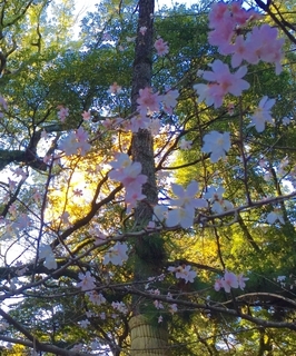 sakura.jpg