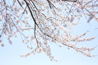 sakura.jpg