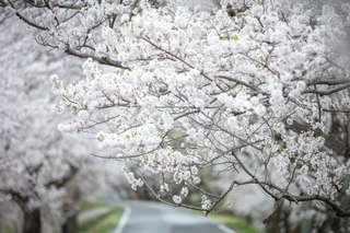sakura2.jpg