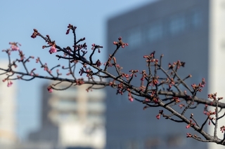 sakura3.jpg