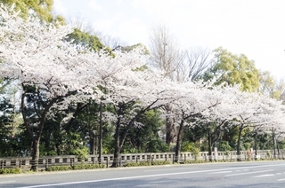 sakura4.jpg