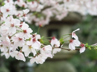 sakura5.jpg
