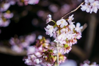 sakura7.jpg