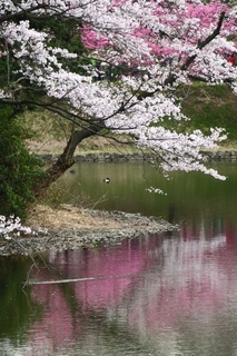 sakura8.jpg