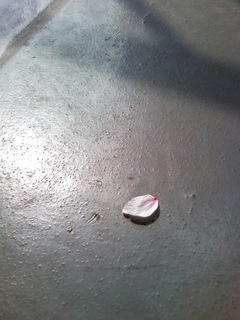 sakura9.jpg