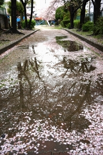 sakura_water_puddle.jpg
