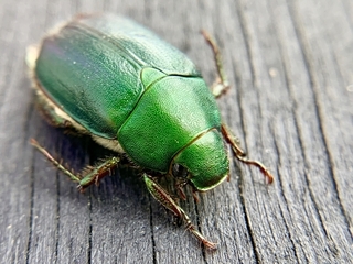 scarab.jpg