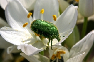 scarab_beetle.jpg
