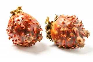 sea_squirts.jpg