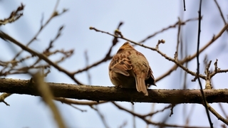 sparrow.jpg