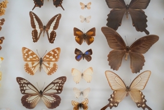 specimen_case.jpg