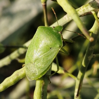 stink_bug.jpg