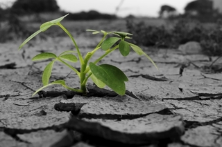 stone-plant.jpg