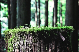 stump.jpg