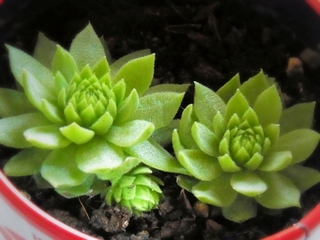 succulent_plant.jpg