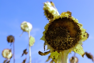 sunflower.jpg