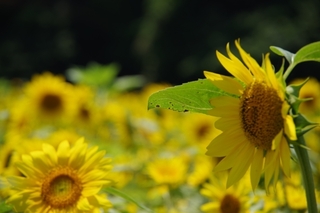 sunflower.jpg