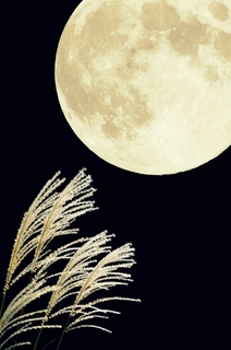 susuki-moon.jpg