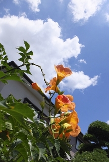 trumpet-flower.jpg