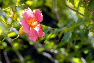 trumpet_flower.jpg