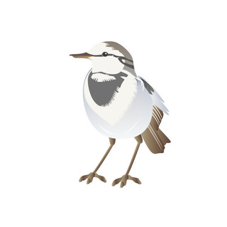 wagtail.jpg