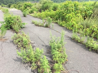 weeds-by-the-road.jpg