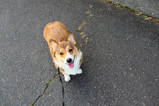 welsh-corgi.jpg