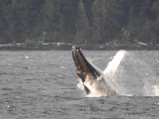 whale.jpg