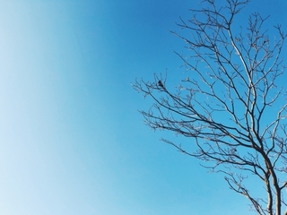 winter-tree.jpg