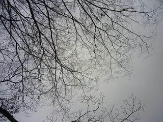 winter-tree2.jpg
