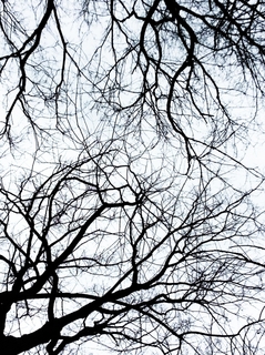 winter_tree.jpg