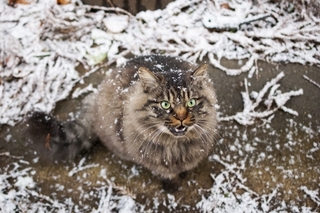 wintercat.jpg