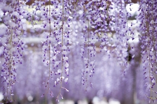 wisteria.jpg