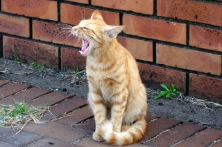 yawning_cat.jpg